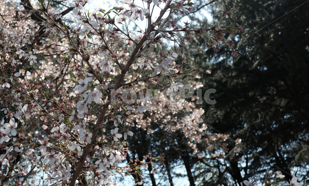 보문정,경주보문정,보문정벚꽃,경주보문정벚꽃,경주보문단지벚꽃