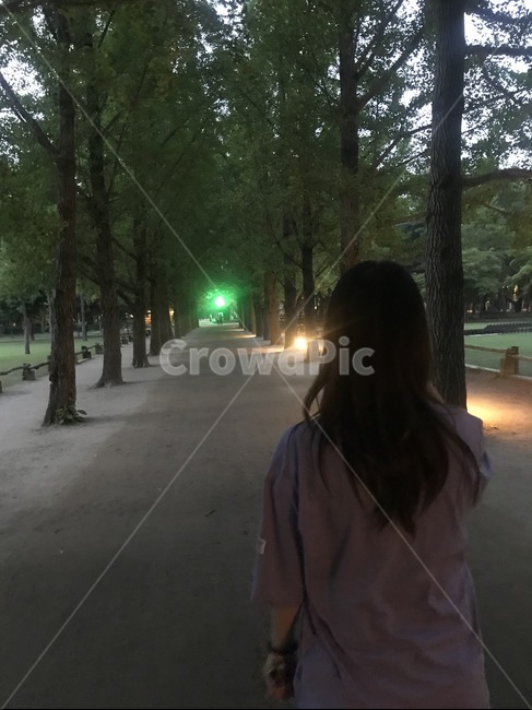 뒷모습,여자,나무숲,남이섬,나무,야경길