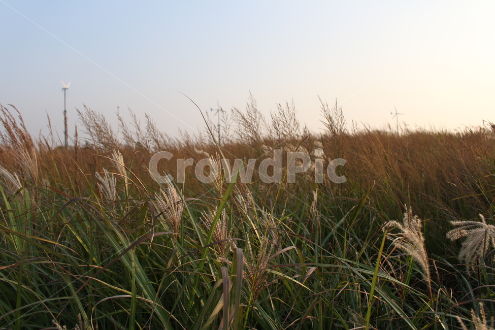 풍경,노을,억새,자연,풀,가을,가을,계절,fall,autumn,season,grass,잔디,plant,식물,lawn