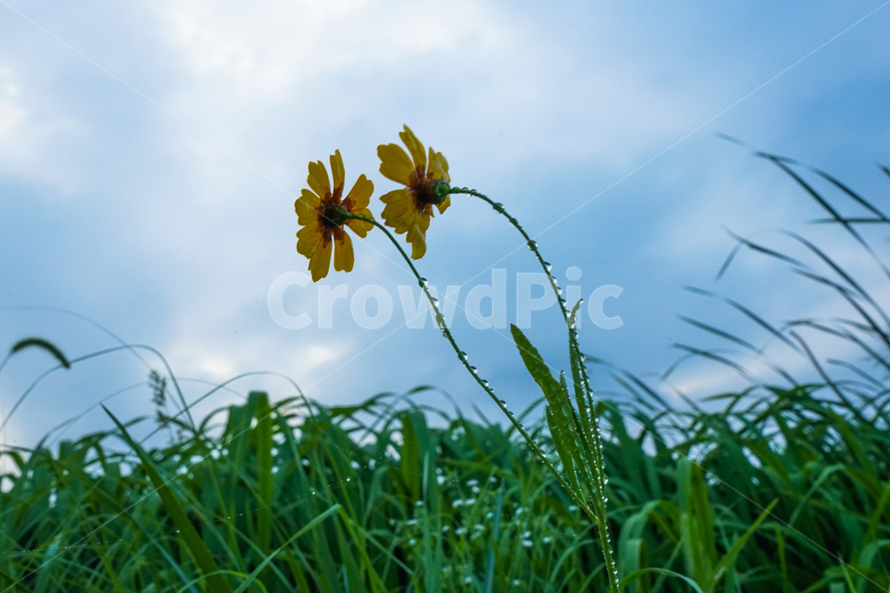 들,꽃,들꽃,야생화,자연,수변식물,하늘,구름,식물,자연,plants,nature,꽃,flower