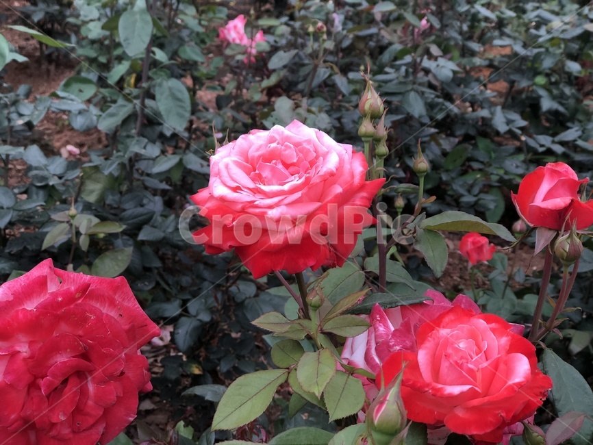 장미,꽃,빨간꽃,자연,식물,flower,rose,blossom,식물,자연,plants,nature,꽃,flower