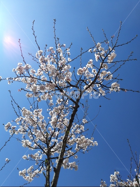 식물,꽃,flower,blossom,벚꽃