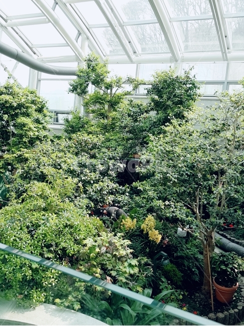 나무,식물,식물원,온실,풍경,식물,자연,plants,nature