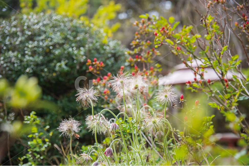spring flowers,spring,gardening,plant,garden,pasqueflower,flower