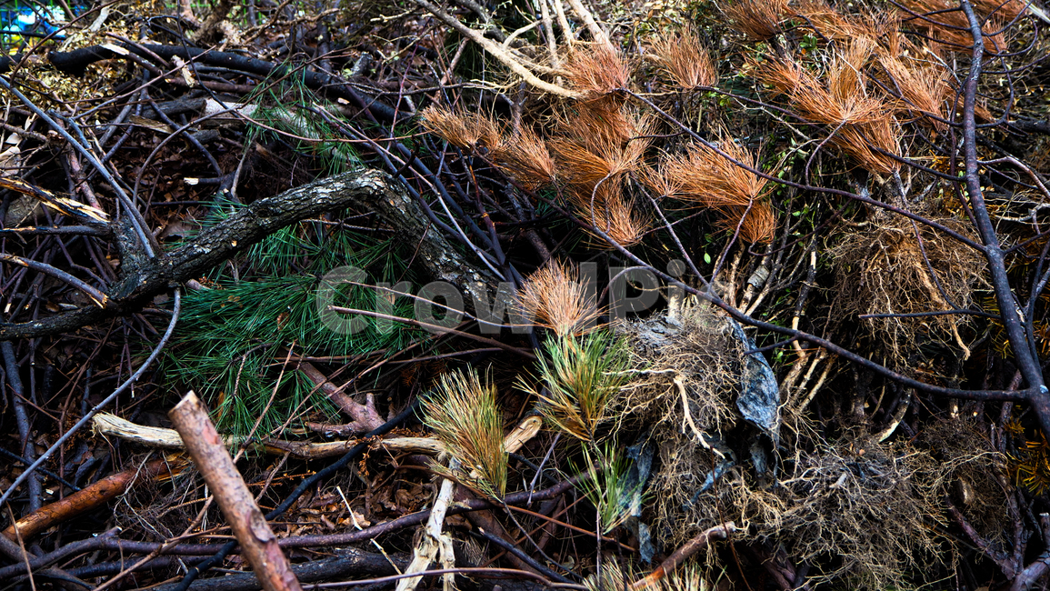 ground,바닥,초목,plant,식물,vegetation,감성사진,light,emotion,sensible,산책,길거리,발견,나무,tree