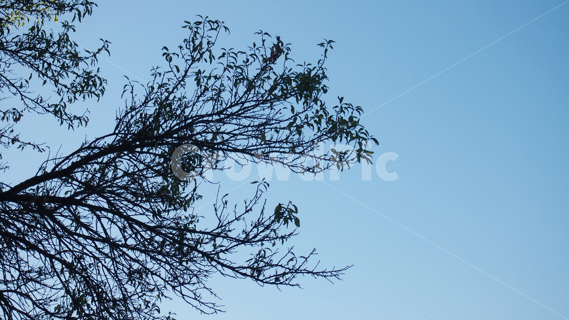 하늘,나무,실루엣,배경,그림자,자연,scenery,landscape,경치,branch,나뭇가지,silhouette,beautiful,forest,green,refreshing,winter,sky,background,cool,풍경,crystal,object,nature,dreamlike,cold,mysterious,blue,tree,plant,식물,겨울,frost,자연,풍경,nature,landscape