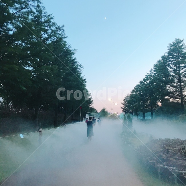 연무,풍경,저녁,야경,나무,산책길,순천,정원,잔잔함,평온함