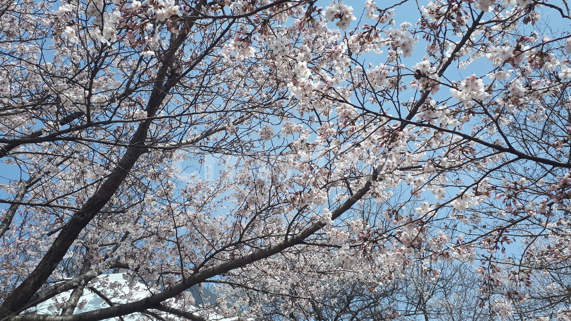 벚꽃,벚꽃나무,벚꽃접사,봄,꽃놀이
