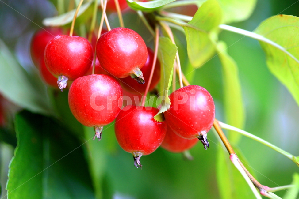 식물,열매,사과,자연,풍경,식물,자연,plants,nature,과일,열매,fruit