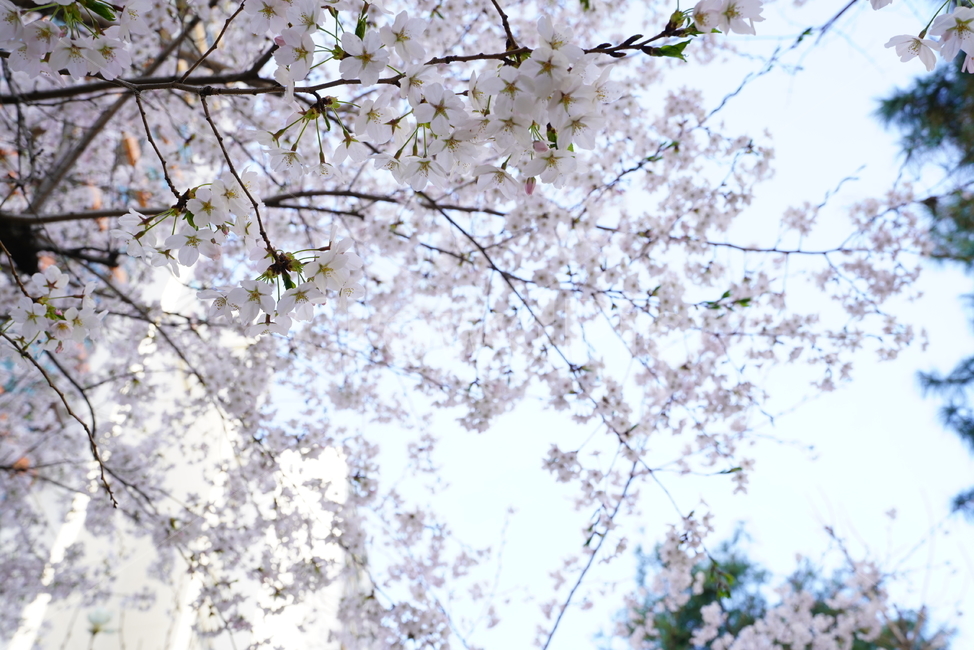 꽃,벚꽃,봄,계절,플라워,화이트,흰색,하얀색,생물,감성,느낌,식물,flower,spring,white,봄,계절,spring,season,식물,자연,plants,nature,꽃,flower,plant,cherry blossom,blossom