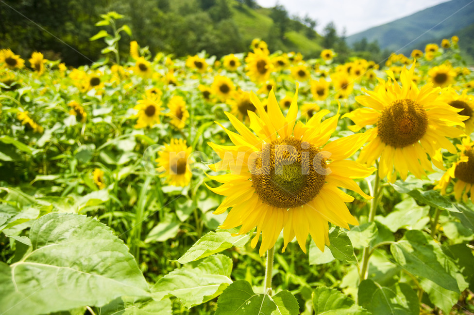 해바라기,꽃밭,태백,여름,꽃,flower,노란꽃,nature