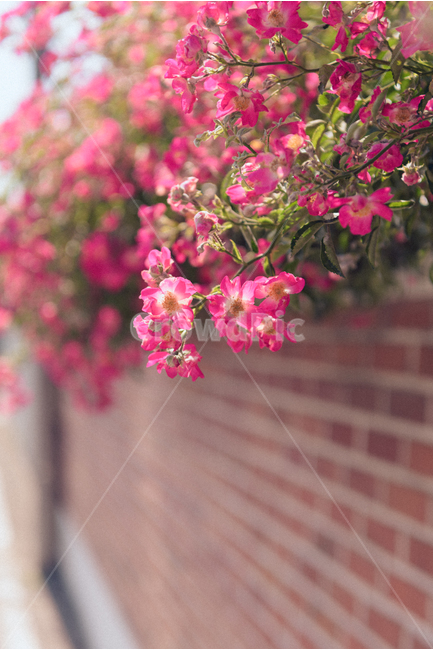 꽃,식물,벽돌담,flower,plant,맑음,brickwall,식물,자연,plants,nature,꽃,flower,감성,sensible,feeling