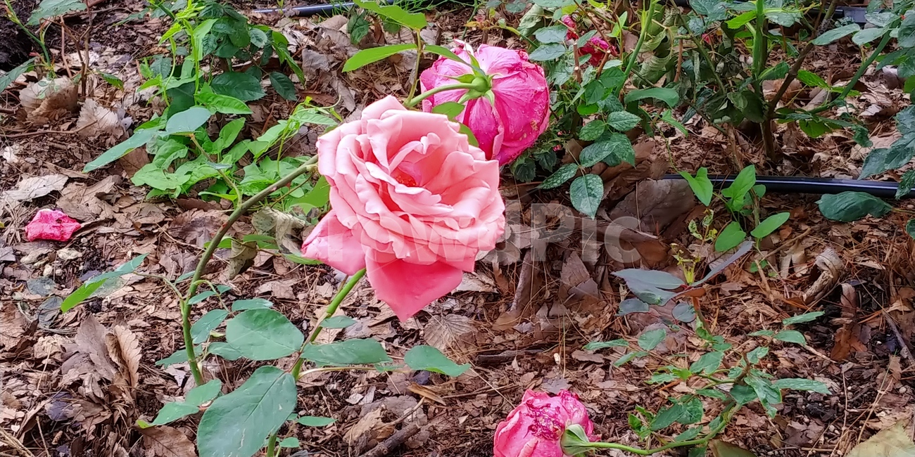장미,여름꽃,꽃,분홍,분홍장미,flower,blossom,leaf,rose,장미축제,공원,식물,중랑천,식물,자연,plants,nature,꽃,flower