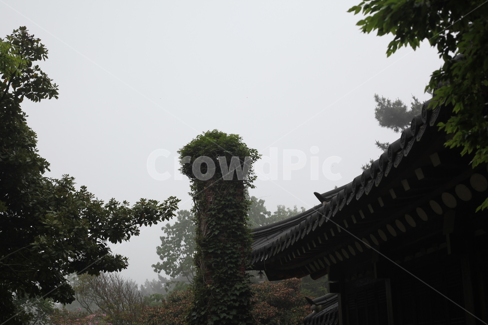 나무,기둥,한옥,기와집,기왓장,기와,자연,안개,나뭇잎,한국전통,한국문화,korean traditional,korean culture,건축물,건물외관,exterior,building,structure,architecture,construction