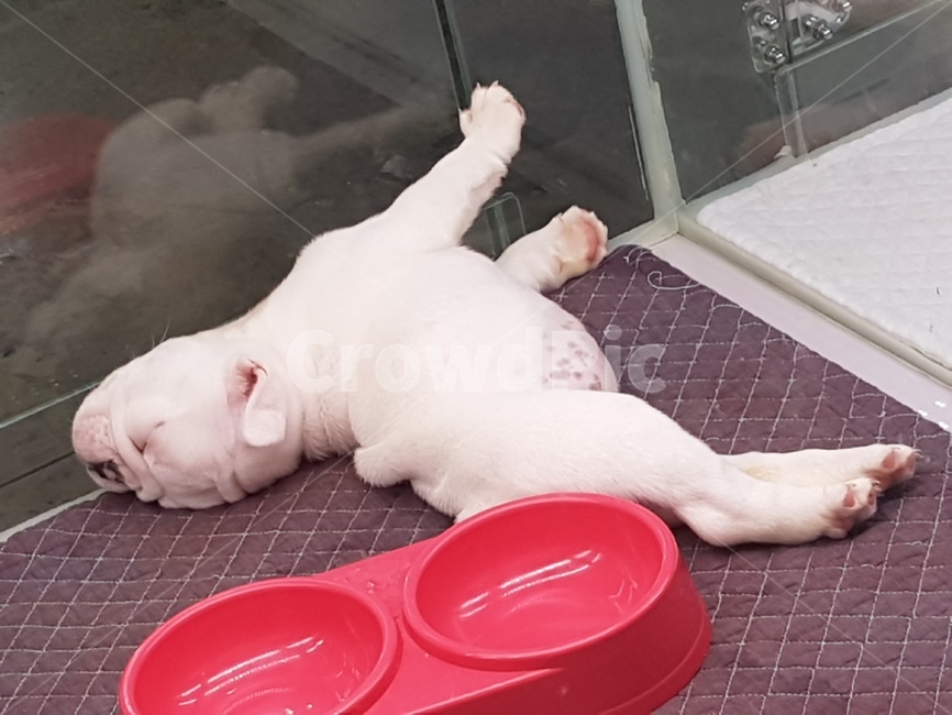 강아지,피곤,잠버릇,귀여움,애완동물