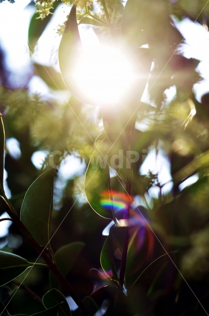 나뭇잎,햇빛,자연,아웃포커스,잎사귀,감성,감성사진,색깔,색상,색감,color,outfocus,식물,자연,plants,nature,휴식,힐링,rest,relaxation,healing