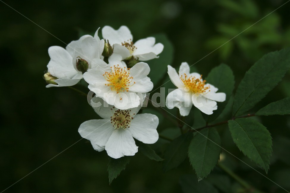 찔레나무,찔레나무꽃,찔레꽃,장미과,낙엽관목,들장미,야생화,식물,자연,식물,자연,plants,nature,꽃,flower