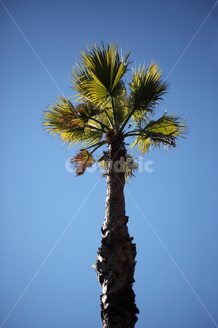와싱톤야자나무,야자나무,식물,palm,plant,식물,자연,plants,nature,나무,trees,wood