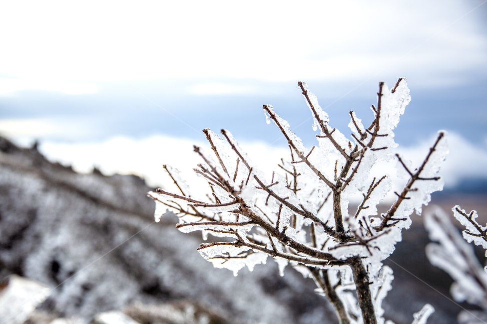 한라산,제주도,영실코스,구름,설산,산정상,제주오름,눈꽃,나무,얼음,겨울,계절,winter,season
