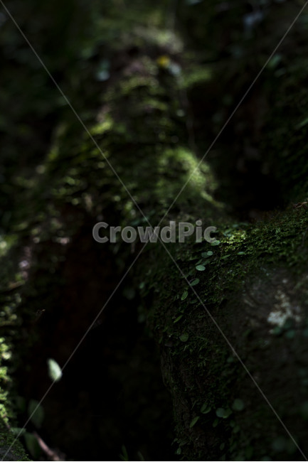 숲,숲길,제주도,제주숲길,forest,wood,leaf,나무,나뭇잎,tree,green,jeju,landscape,이끼,덩쿨식물,덩쿨,자연,nature