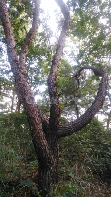 Four things from one root,amazing,pine tree,Especially one tree,blackjack,heart,cypress