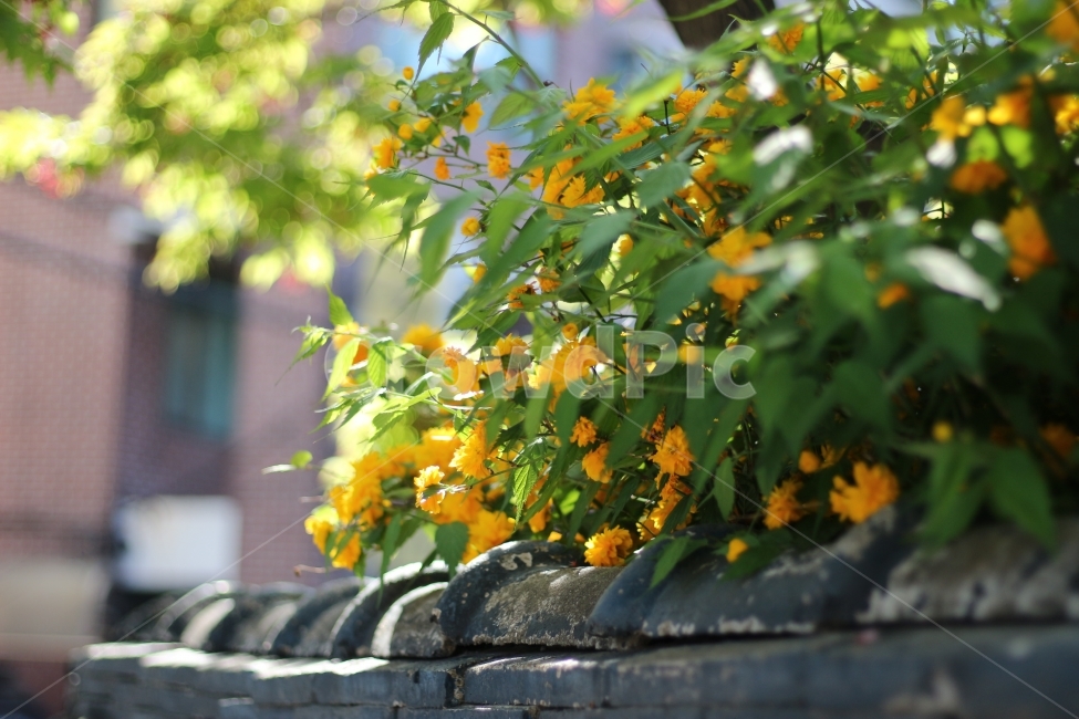 길거리,꽃,노란색,봄,담,flower,spring,길,산책,걷기,거리,들꽃,식물,화원,한국전통,한국문화,korean traditional,korean culture,식물,자연,plants,nature,꽃,flower,건축물,건물외관,exterior,building,structure,architecture,construction