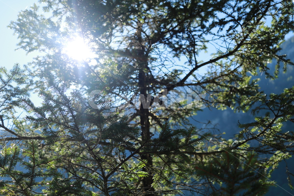 plant,식물,tree,나무,light,빛,flare,플레어