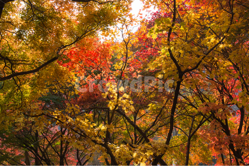 가을,단풍,풍경,산책,등산,산,가을산,가을,계절,fall,autumn,season,자연,풍경,nature,landscape,식물,plants,나무,trees,wood,plant,leaf,잎,tree,maple