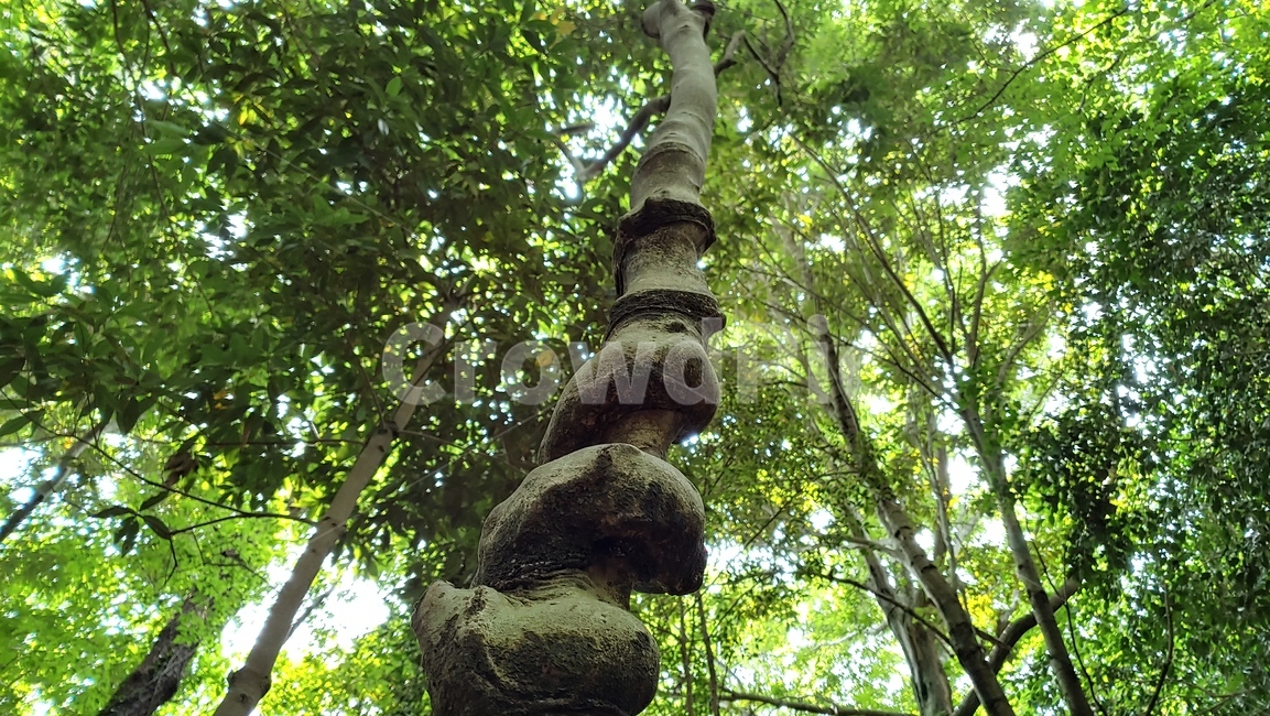 나무,기묘한나무,자연,tree,forest,나무숲