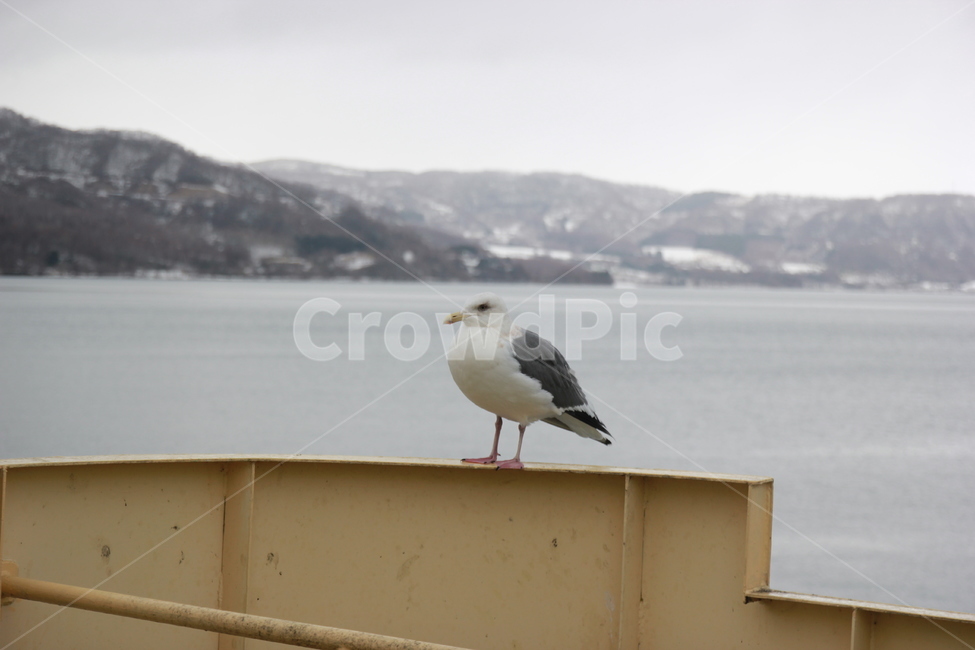 갈매기,새,동물,겨울,바다,동물,animal,조류,새,birds