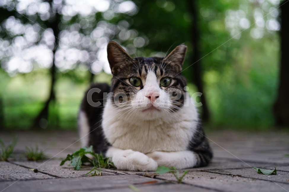 길냥이,동물,포유류,고양이,cat,pet,animal,동물,animal,포유류,mammal,고양이,cat,kitten,kitty
