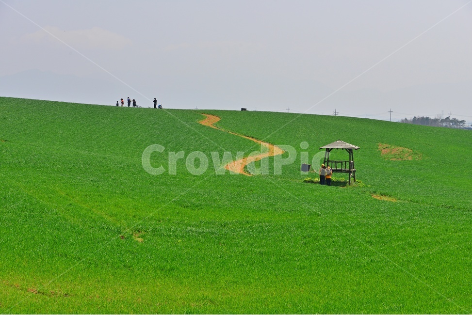 human,인간,person,사람,ground,바닥,nature,자연,outdoors,옥외,field,들,고창,청보리밭,학원농장,청보리밭축제