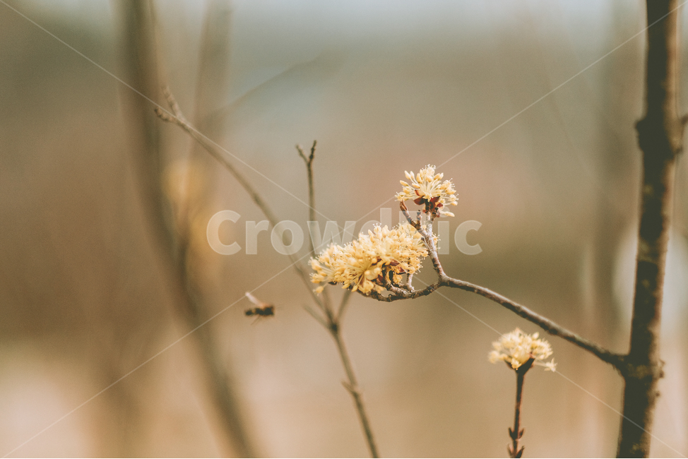 꽃,산수유,봄,필름,감성,봄,계절,spring,season,식물,자연,plants,nature,꽃,flower,감성,sensible,feeling,grass,잔디,plant