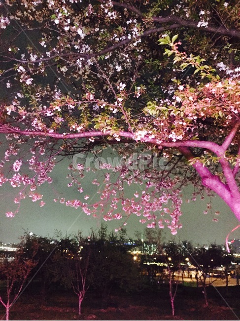 벚꽃,flower,blossom,cherryblossom,꽃,봄