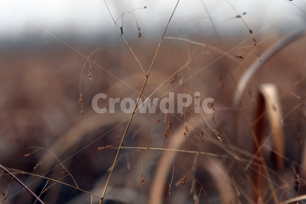 갈대,갈대밭,우음도,겨울갈대,길,풍경,강아지풀,겨울,계절,winter,season,식물,자연,plants,nature,감성,sensible,feeling