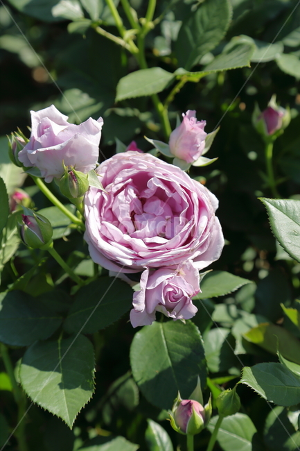 장미,장미꽃,5월,6월,flower,rose,보라장미,보라색,식물