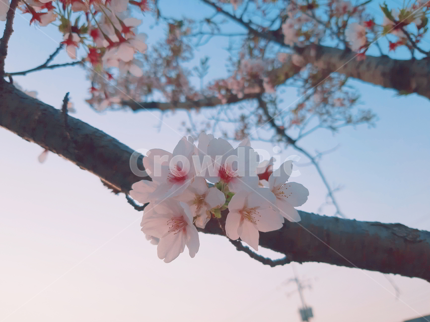 벚꽃,벚나무,노을,봄,꽃