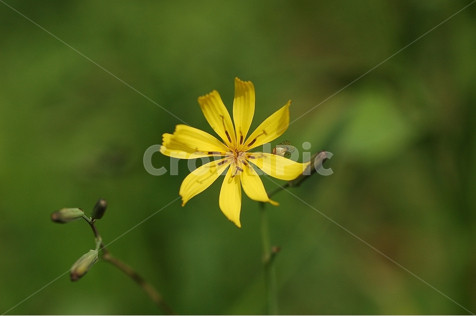 자연,봄,꽃,봄꽃,Nature,spring,씀바귀꽃,꼬들빼기꽃,노랑,봄,계절,spring,season,식물,자연,plants,nature,꽃,flower,plant