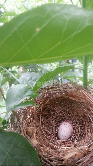 알,새알,둥지,자연,nest,nature,warm