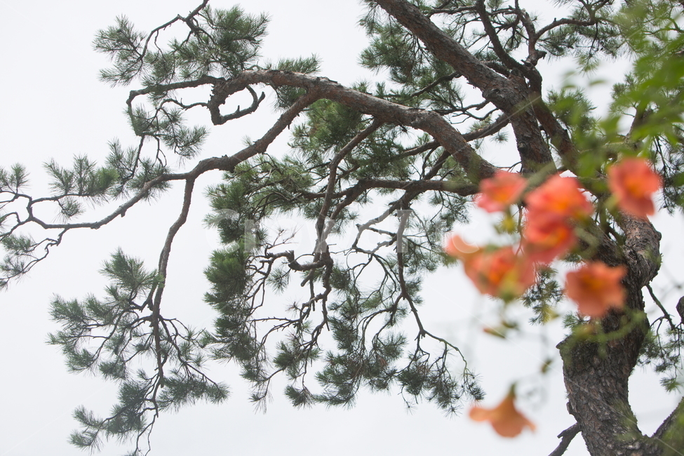 능소화,능소화꽃,꽃,플라워,trumpetcreeper,flower,식물,자연,plants,nature,꽃,flower,나무,trees,wood