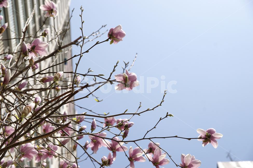 plant,식물,blossom,flower,꽃,벚꽃,cherryblossom,아파트,봄,하늘,봄,계절,spring,season,cherry blossom