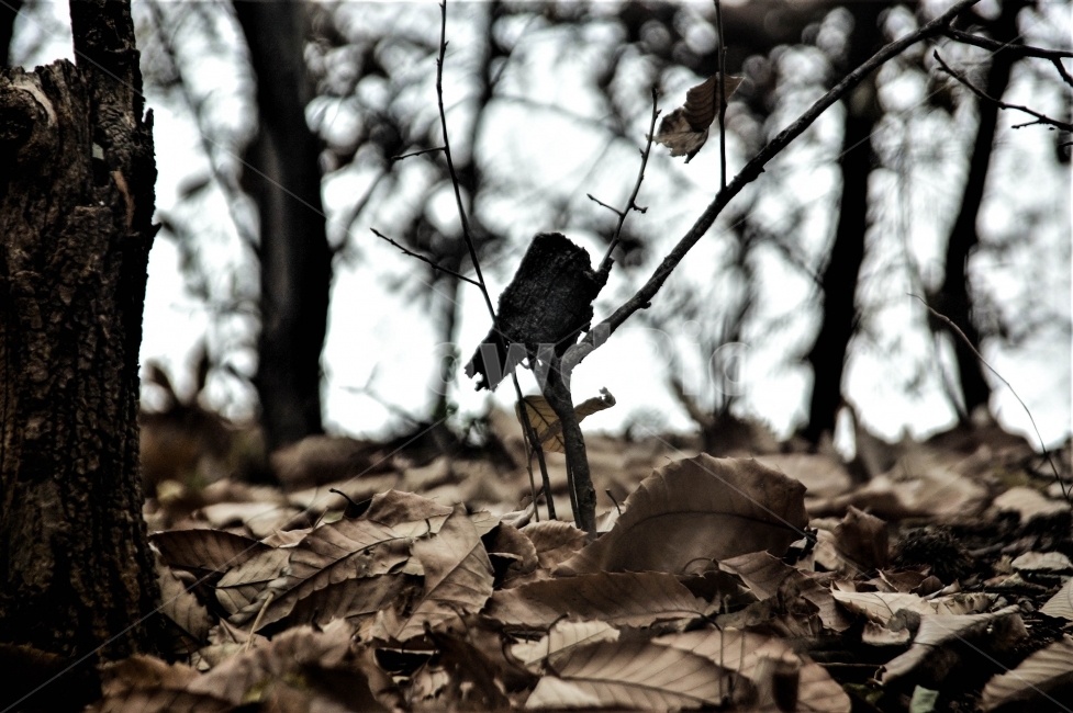 산,자연,낙엽,가을,겨울,나무,돌,흙,나뭇가지,대구,분위기,감성,식물,자연,plants,nature