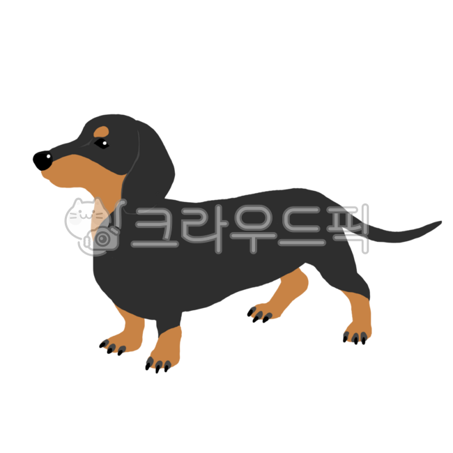 닥스훈트,강아지,동물,일러스트,개