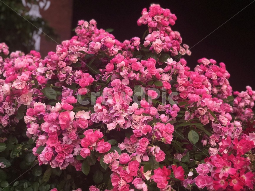 다홍,꽃,빨간꽃,blossom,식물,flower,식물,자연,plants,nature,꽃,flower