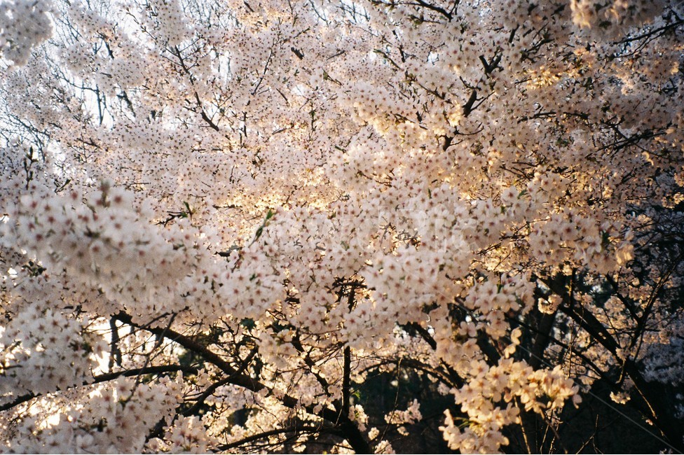 벚꽃,꽃,flower,plant,봄,spring,식물,blossom,노을,따뜻한,풍경,필름카메라