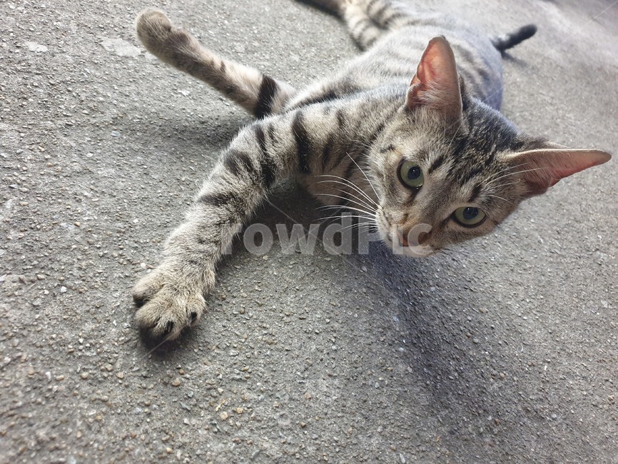 cat,고양이,얼룩,pet,animal,동물,길고양이,포유류,mammal,고양이,cat,kitten,kitty