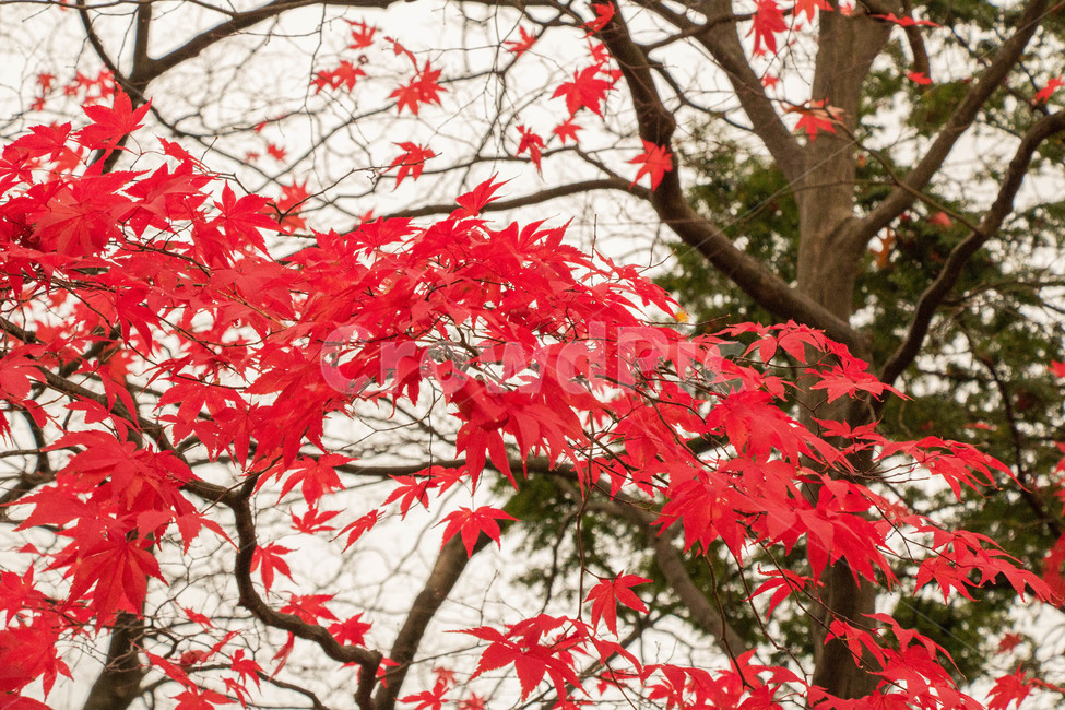 단풍,단풍나무,빨간,붉은,빨간색,빨강,red,나무,tree,잎,잎사귀,나뭇잎,leaf,maple,가을,계절,fall,autumn,season,나무,trees,wood,plant,식물