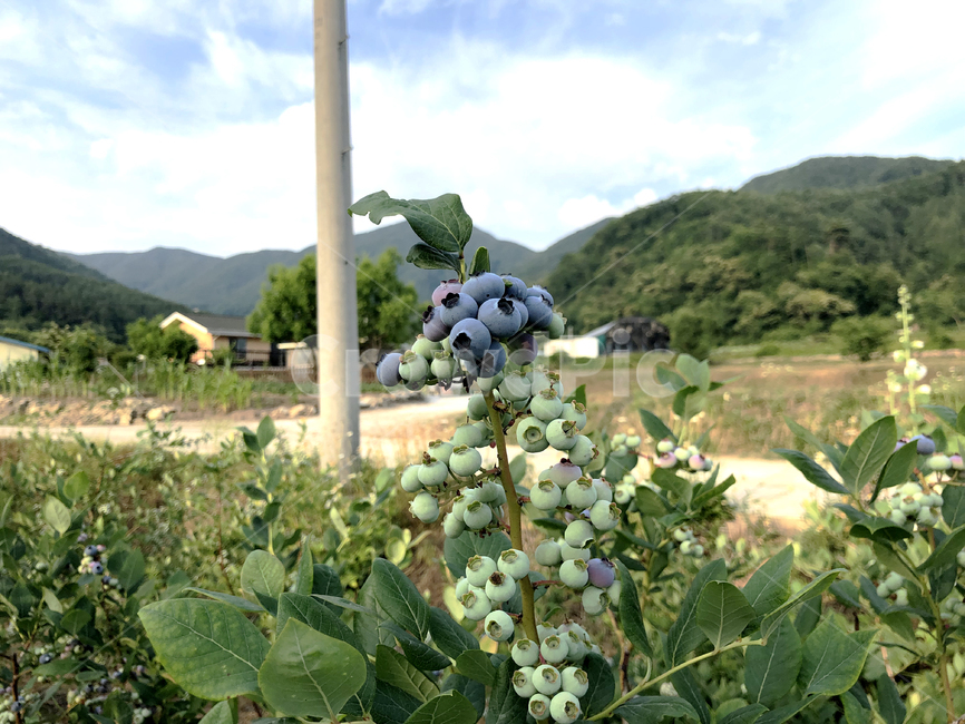 blueberries,계절과일,계절,plant,식물,blueberry,블루베리,과일,fruit,음식,food