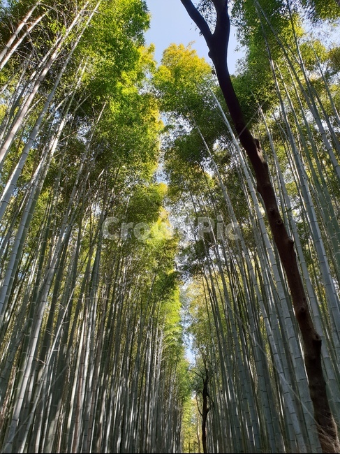 plant,식물,대나무,숲,푸른,식물,자연,plants,nature,나무,trees,wood