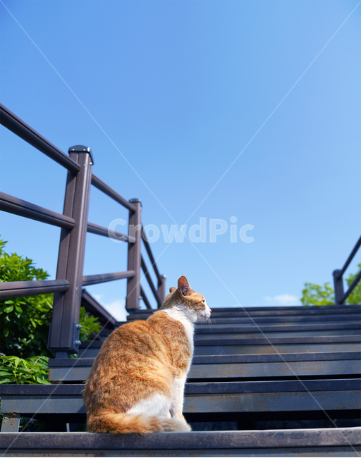 고양이,풍경,길냥이,고냥이,야옹,하늘,동물,animal,포유류,mammal,고양이,cat,kitten,kitty